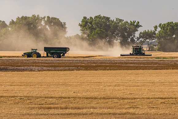 Wheat Harvest in Kansas