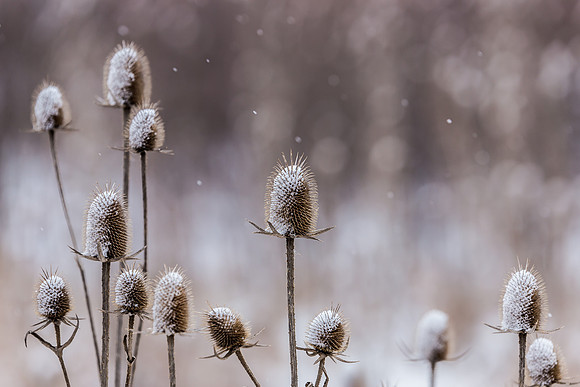 Snow capped weeds