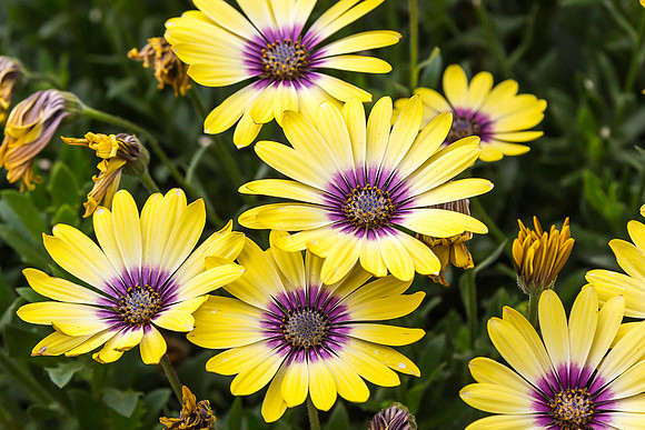 Asters in bloom