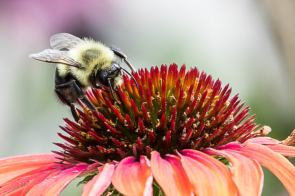 Bumblebee on Coneflower