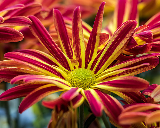 Fall flowers