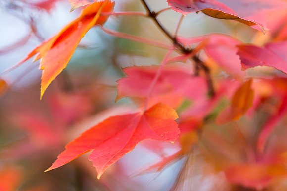 Red Fall Leaves