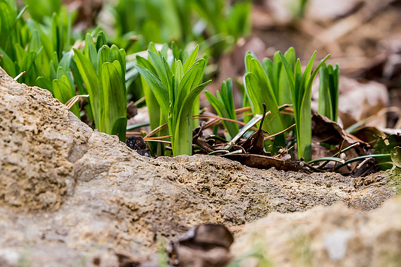 Signs of spring