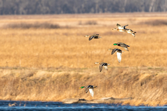 Ducks in flight