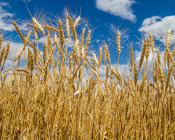 Kansas wheat and blue sky