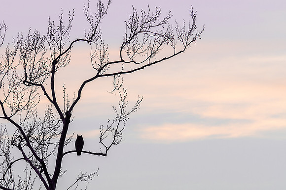 Great horned owl in tree