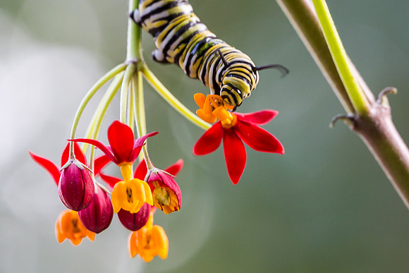 Caterpillar munching on flowers