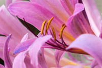 Flowers, Trees and Insects