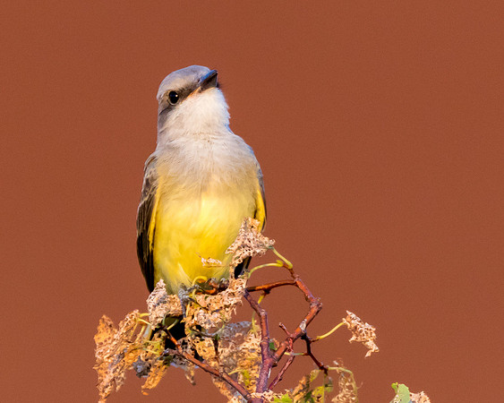Kingbird flycatcher