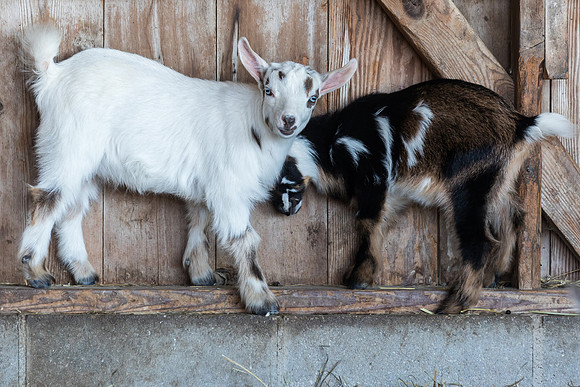 Goats in the barn