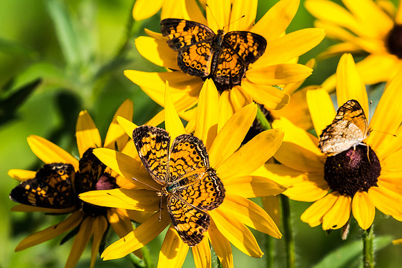 Field of flowers and butterflies