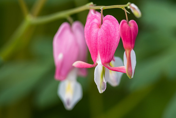 Bleeding hearts