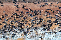 Flock of ducks at Squaw Creed
