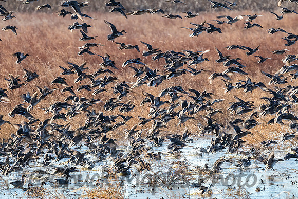 Flock of ducks at Squaw Creed