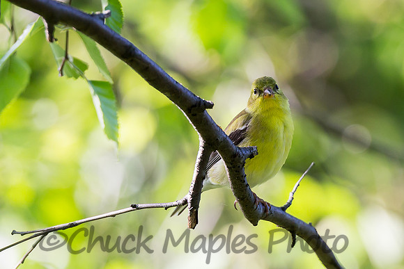 Peering Yellow Finch