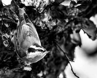 Nuthatch in black and white