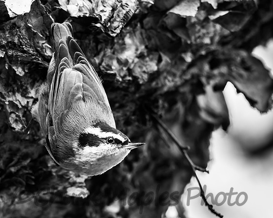 Nuthatch in black and white