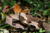 Coiled Copperhead Snake