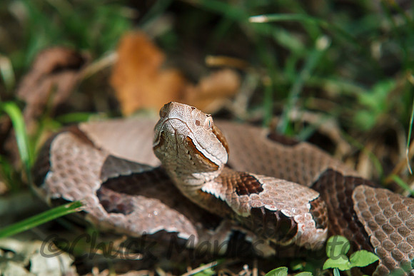 Coiled Copperhead Snake