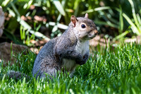 Squirrel in yard
