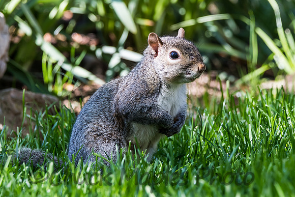 Squirrel in yard