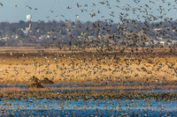 Flock of Ducks