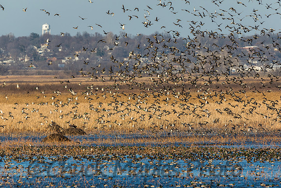 Flock of Ducks