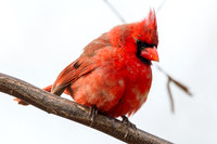 Bright Red Cardinal