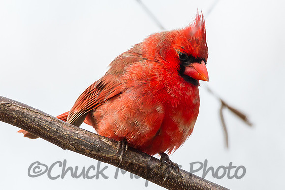 Bright Red Cardinal