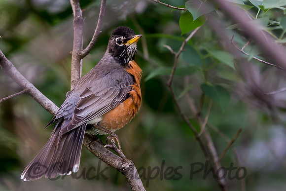 Perched Robin