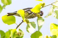 Hungry Yellow Finch