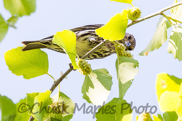 Hungry Yellow Finch