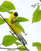 Yellow Finch