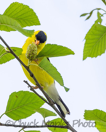 Yellow Finch