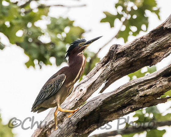 Pondside Bittern