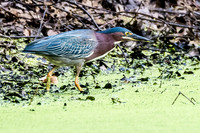 Pond side Bittern