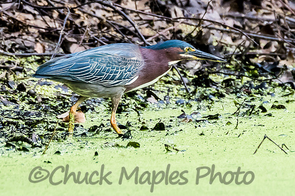 Pond side Bittern