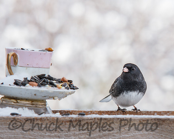 Junco on feeder