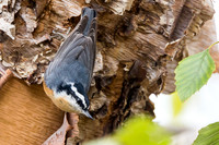 Cocked head Nuthatch