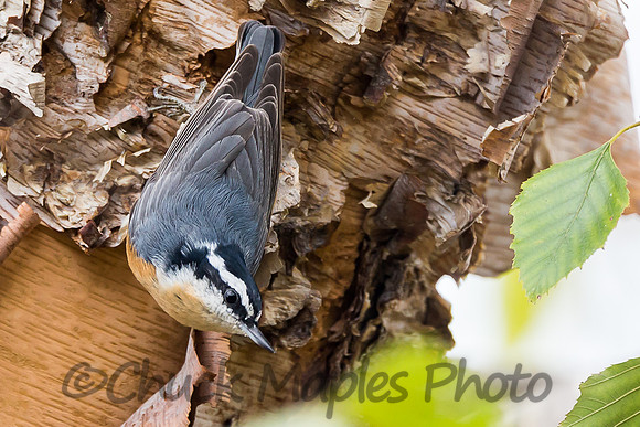 Cocked head Nuthatch