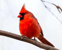 Cardinal