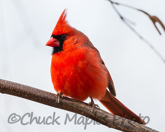 Cardinal