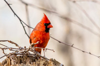 Red Cardinal on Post