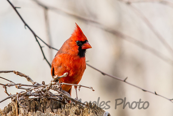 Red Cardinal on Post