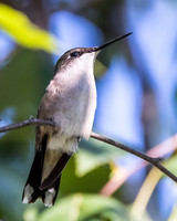 Perched Hummingbird