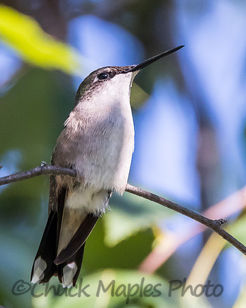 Perched Hummingbird