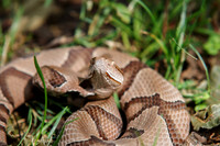 Copperhead
