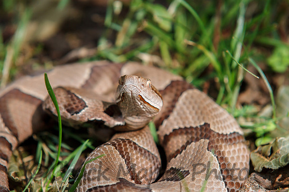 Copperhead