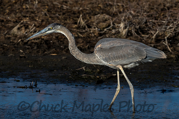 Great Blue Heron