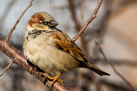 Sparrow